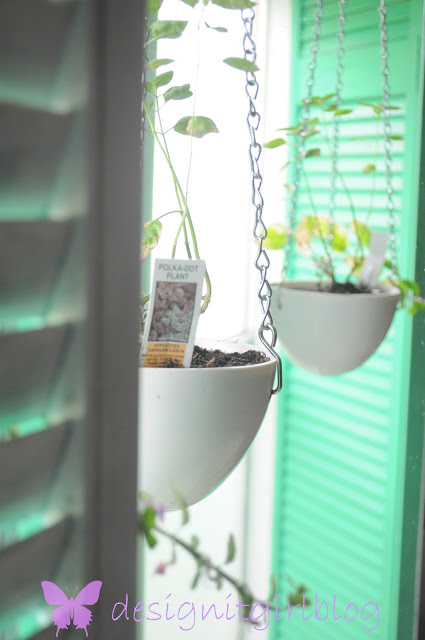 hanging planter, recycle, egg poacher, crafts, DIY hanging planter, recycle, egg poacher, crafts, DIY