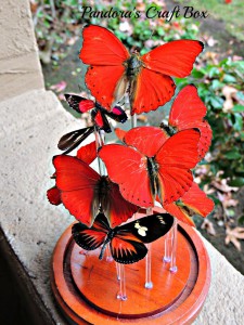 real butterfly, butterflies, glass dome, butterfly art, butterflies art, butterfly collection, butterfly gifts, acrylic tube, moss, moth crystals