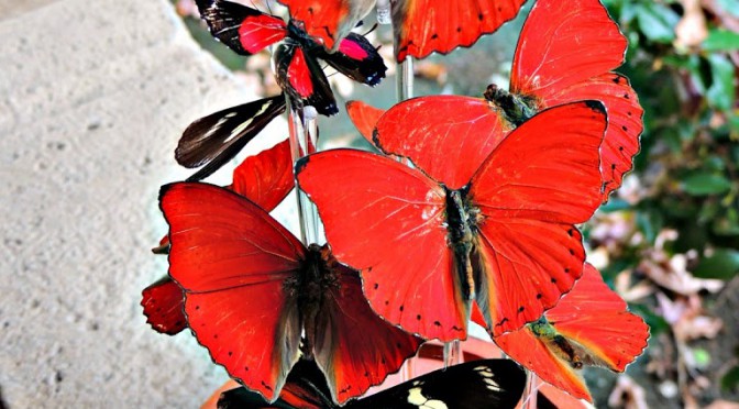 Butterfly-Dome