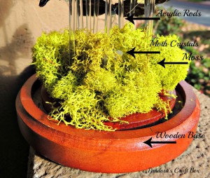 real butterfly, butterflies, glass dome, butterfly art, butterflies art, butterfly collection, butterfly gifts, acrylic tube, moss, moth crystals