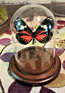 real butterfly, butterflies, glass dome, butterfly art, butterflies art, butterfly collection, butterfly gifts, acrylic tube, moss, moth crystals